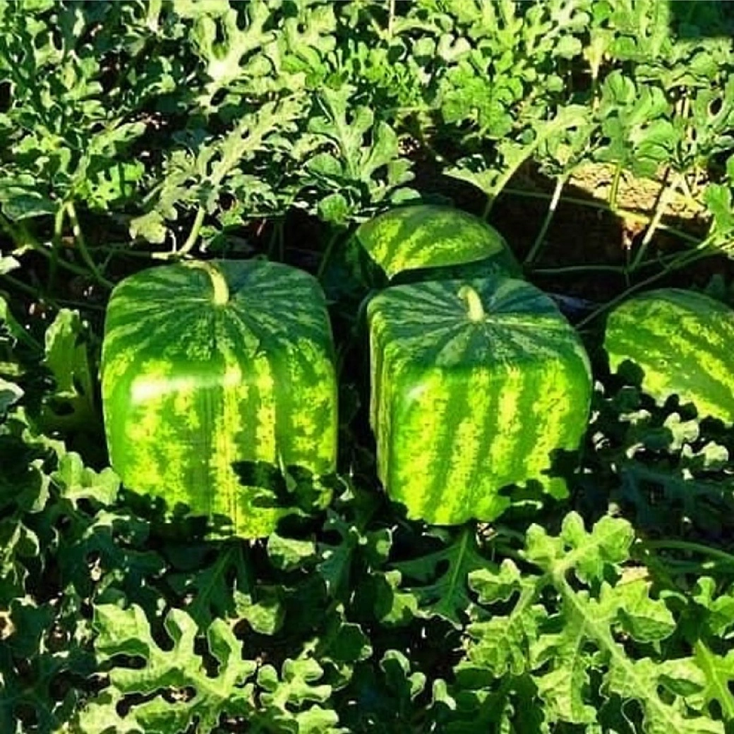 Cube Watermelon Mold
